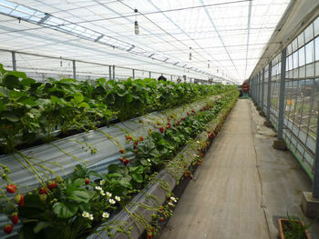 Potted plants in greenhouse