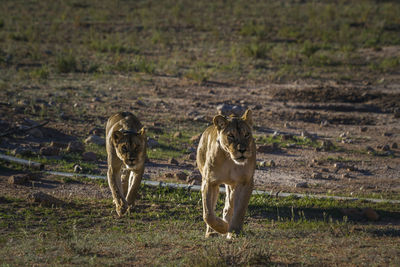 Two african lioness running front view in kgalagadi transfrontier park, south africa