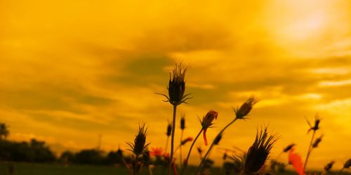 Close-up of silhouette plants on field against orange sky