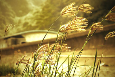 Close-up of stalks in field against sky