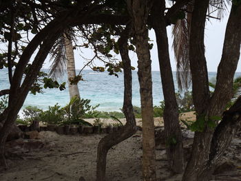 Trees on beach