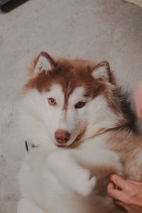 High angle portrait of dog relaxing on floor