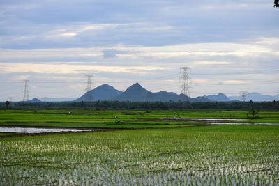 Scenic view of agricultural field against sky
