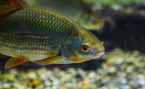 Close-up of fish swimming in sea