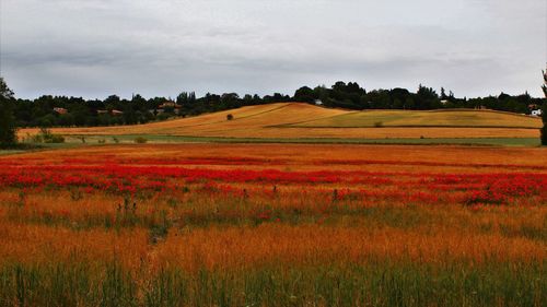 Scenic view of field against sky