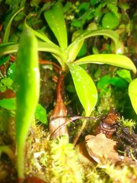 Close-up of wet plant