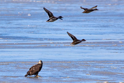 Seagulls flying over sea