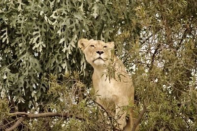 Close-up of lion