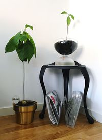 Close-up of potted plant on table at home