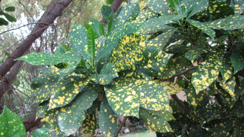 Close-up of fruits on tree