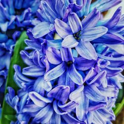 Close-up of purple blue flowers