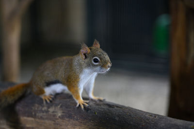 Close-up of squirrel