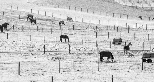 Horses grazing in a field