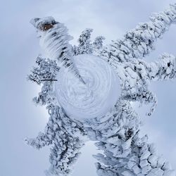 Low angle view of snow covered plants against sky