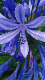 Close-up of wet purple flower