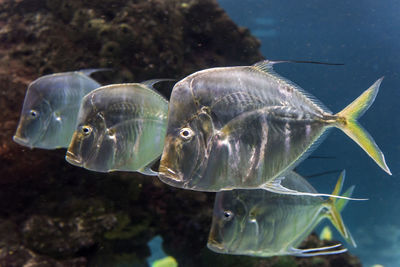 Close-up of fish swimming in sea