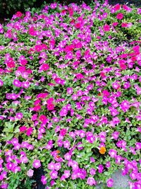 Close-up of pink flowers