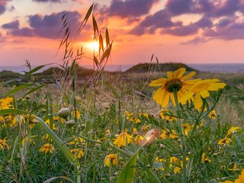 Close-up of yellow flowering plants on field during sunset
