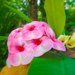 Close-up of pink flowers