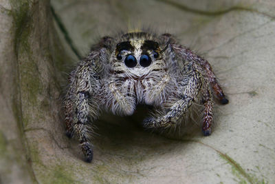 High angle view of spider