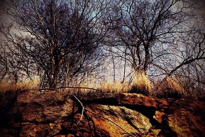 Bare trees against sky