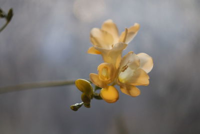 Close-up of yellow flowers blooming outdoors