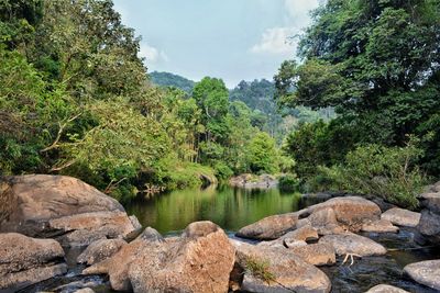 Scenic view of lake in forest against sky