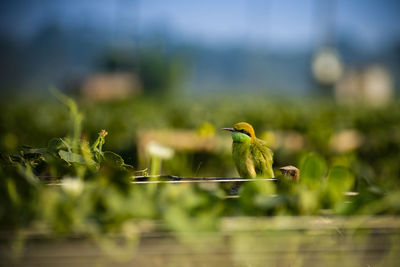 Close-up of bird perching on wood