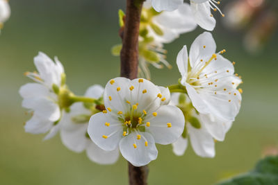 Macro shot of sloe  blossom