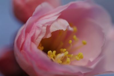 Close-up of pink flower