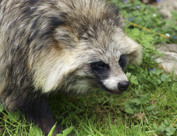 Close-up of animal lying on grass