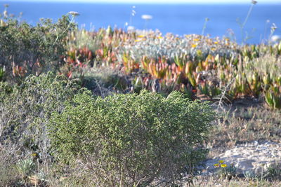 Close-up of plants growing on field