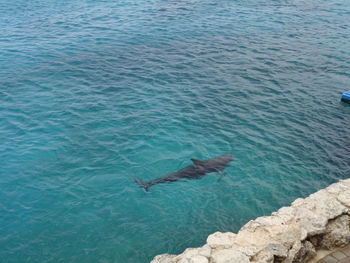 High angle view of swimming in sea