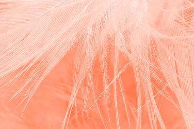 Beautiful lush lava orange-white colors trend feather texture background, trends color