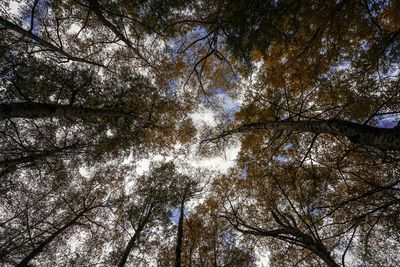 Low angle view of trees against sky