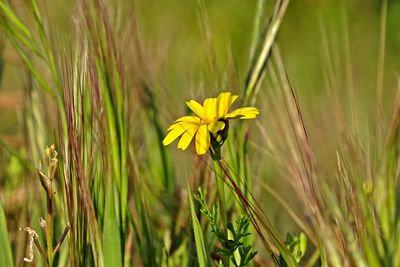 Close-up of yellow flowering plant on field