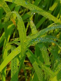 Full frame shot of wet grass