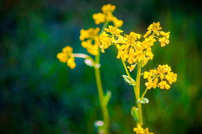 Close-up of yellow flowering plant on field