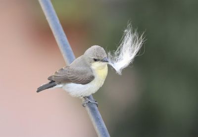Close-up of bird perching on plant