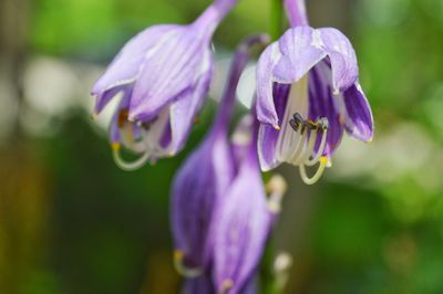 Close-up of insect on purple flower