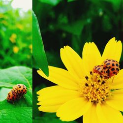 Close-up of ladybug on yellow flower