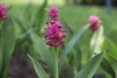 Close-up of pink flowering plant