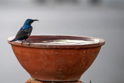 Close-up of bird perching on a wood