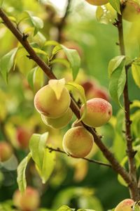 Close-up of fruits growing on tree