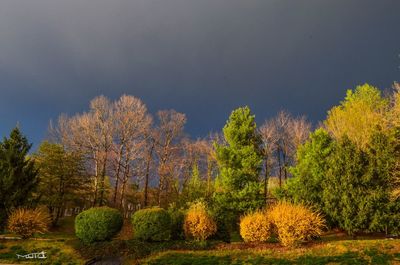 Trees in forest against sky during autumn