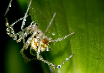 Close-up of water drops on leaf