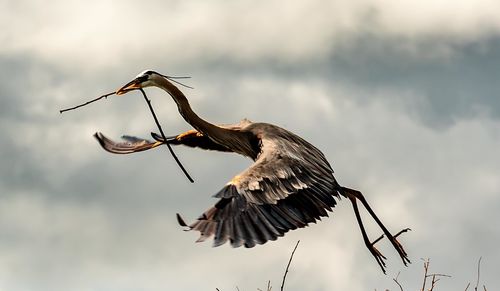 Low angle view of great blue heron flying in sky