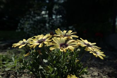 Close-up of yellow flowering plant