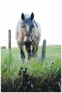 Portrait of horse grazing on field against clear sky