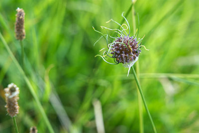 Close-up of purple flowering plant on field